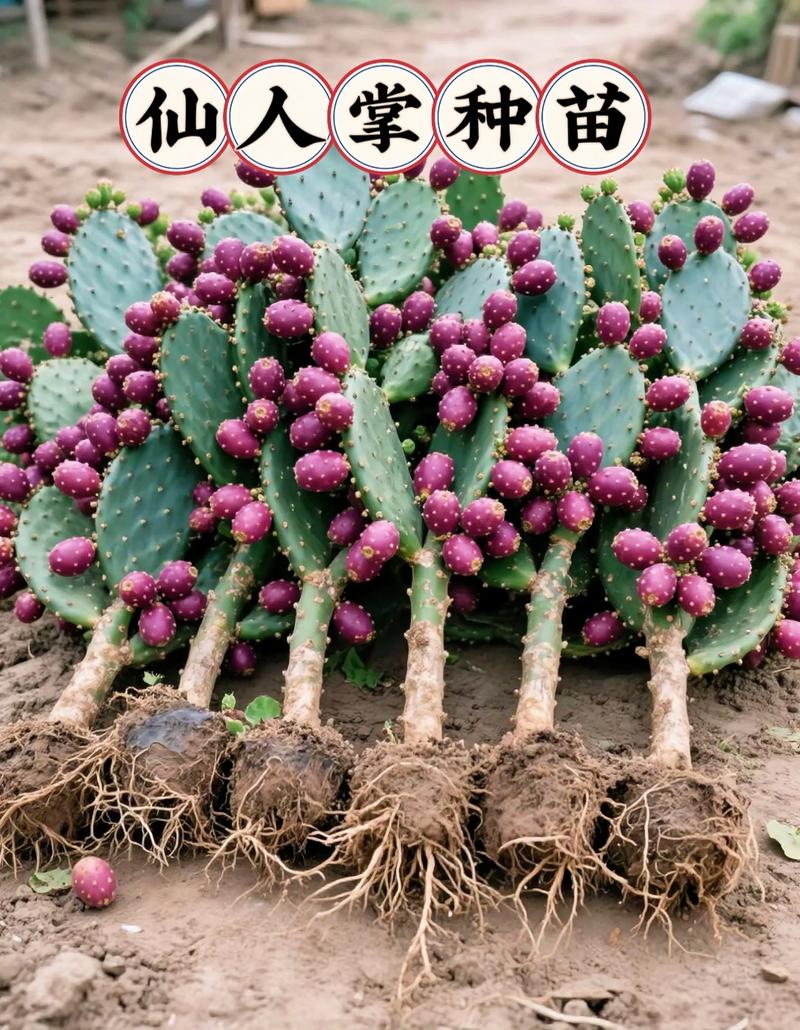 水培仙人掌几天换一次水合适？-第3张图片-吾爱花网