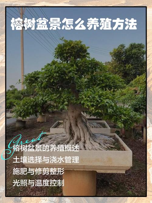 网购盆栽榕树怎么种活？-第1张图片-吾爱花网