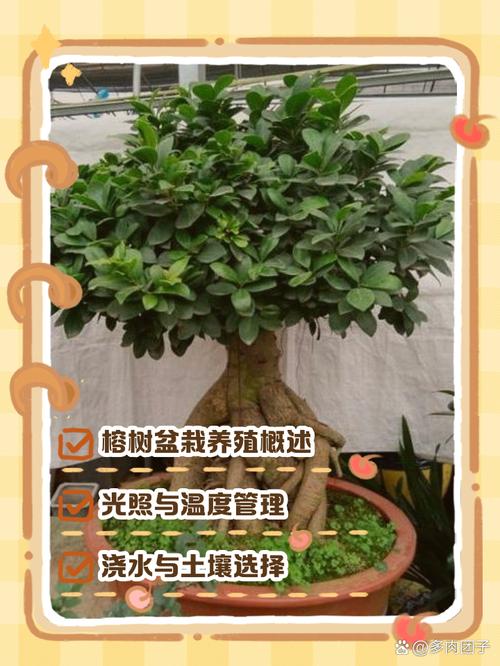 网购盆栽榕树怎么种活？-第2张图片-吾爱花网
