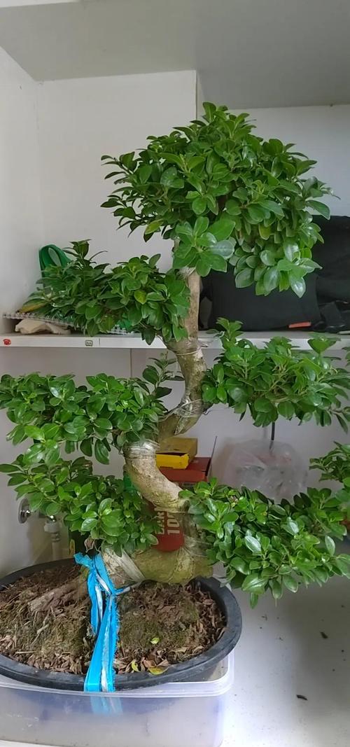 网购盆栽榕树怎么种活？-第3张图片-吾爱花网