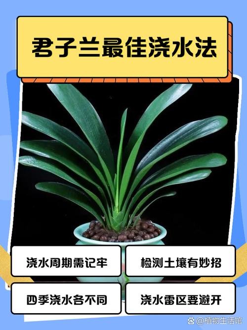 水培君子兰多久换一次水合适?-第1张图片-吾爱花网 水培君子兰多久换一次水合适?-第1张图片-吾爱花网