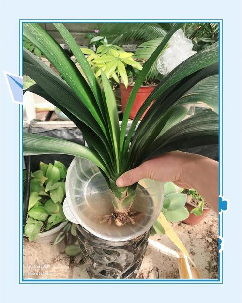 水培君子兰多久换一次水合适?-第3张图片-吾爱花网 水培君子兰多久换一次水合适?-第3张图片-吾爱花网