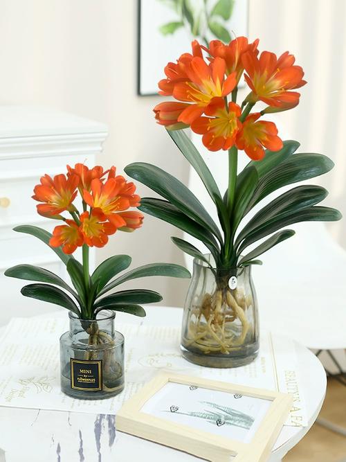 水培君子兰多久换一次水合适?-第2张图片-吾爱花网 水培君子兰多久换一次水合适?-第2张图片-吾爱花网