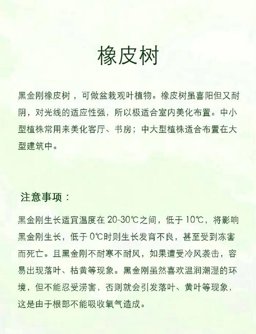 水培橡皮树几天浇水一次合适?-第2张图片-吾爱花网 水培橡皮树几天浇水一次合适?-第2张图片-吾爱花网