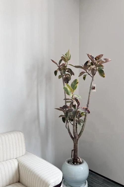 水培橡皮树几天浇水一次合适?-第1张图片-吾爱花网 水培橡皮树几天浇水一次合适?-第1张图片-吾爱花网