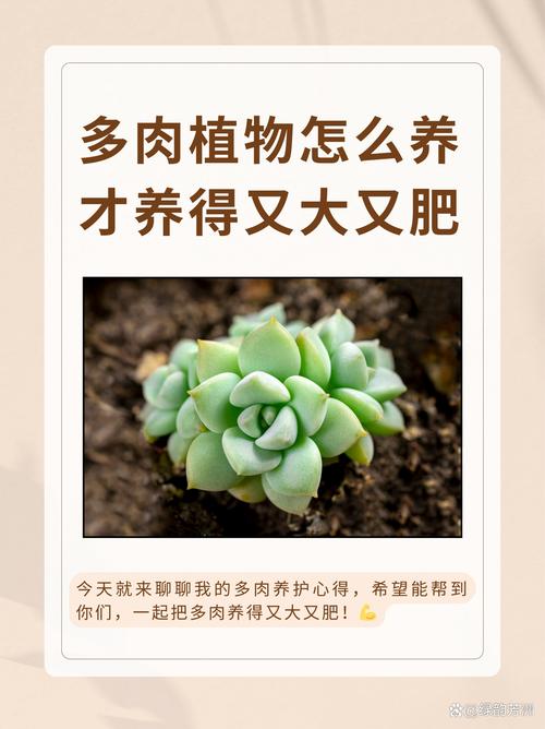 冬季多肉花卉施肥要注意什么？-第2张图片-吾爱花网