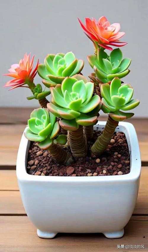小型花盆栽哪些多肉最好看？-第1张图片-吾爱花网