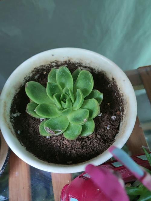 小型花盆栽哪些多肉最好看？-第3张图片-吾爱花网