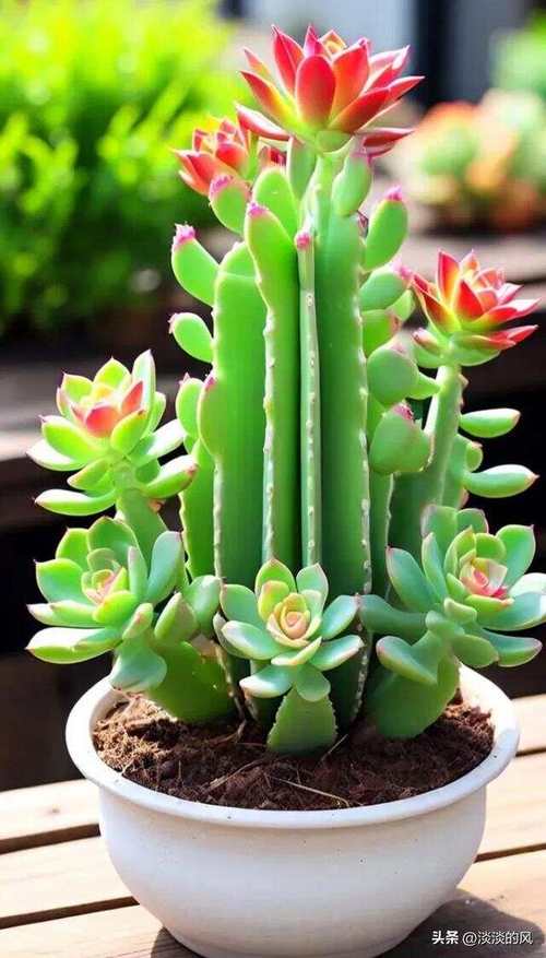 小型花盆栽哪些多肉最好看？-第2张图片-吾爱花网