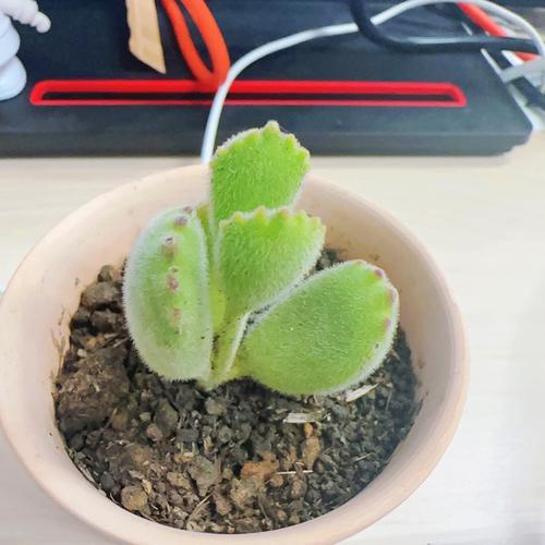 猫爪多肉叶片一碰就掉,咋办?-第1张图片-吾爱花网 猫爪多肉叶片一碰就掉,咋办?-第1张图片-吾爱花网