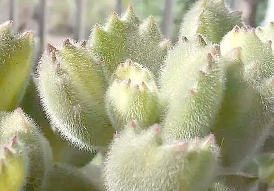 猫爪多肉叶片一碰就掉，咋办？-第3张图片-吾爱花网