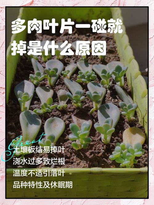 猫爪多肉叶片一碰就掉，咋办？-第2张图片-吾爱花网