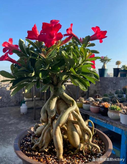 沙漠玫瑰花盆栽怎么养才开花？-第2张图片-吾爱花网