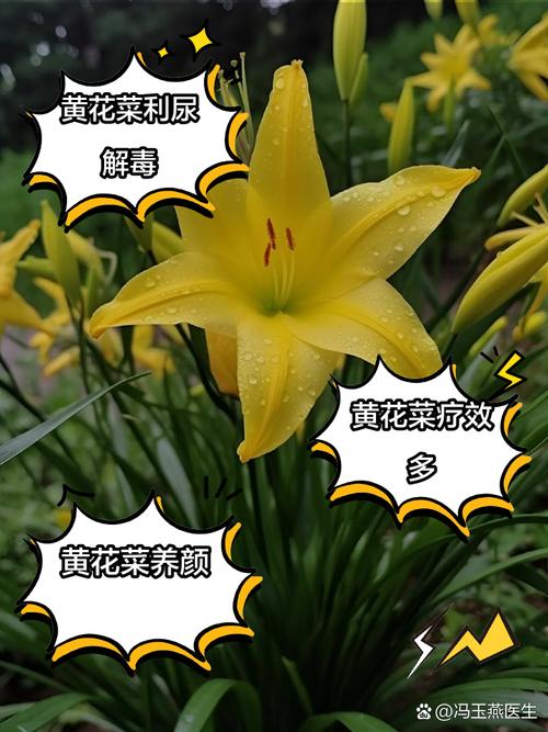 盆栽黄花菜春节能开花?如何做到?-第1张图片-吾爱花网 盆栽黄花菜春节能开花?如何做到?-第1张图片-吾爱花网