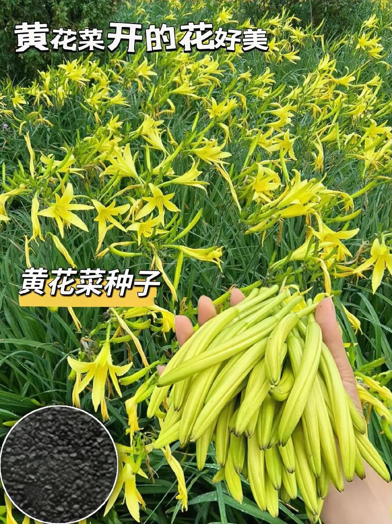 盆栽黄花菜春节能开花?如何做到?-第2张图片-吾爱花网 盆栽黄花菜春节能开花?如何做到?-第2张图片-吾爱花网
