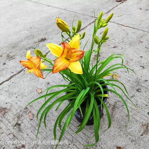 盆栽黄花菜春节能开花?如何做到?-第3张图片-吾爱花网 盆栽黄花菜春节能开花?如何做到?-第3张图片-吾爱花网