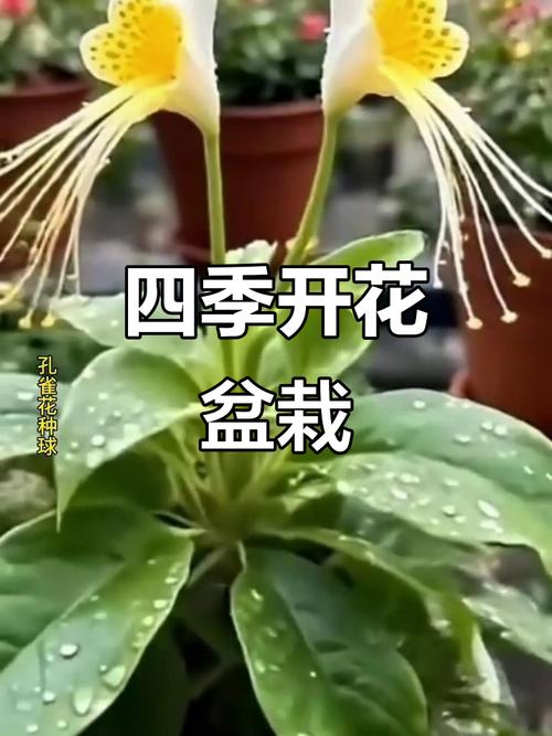 盆栽植物哪个季节长得最快？-第3张图片-吾爱花网