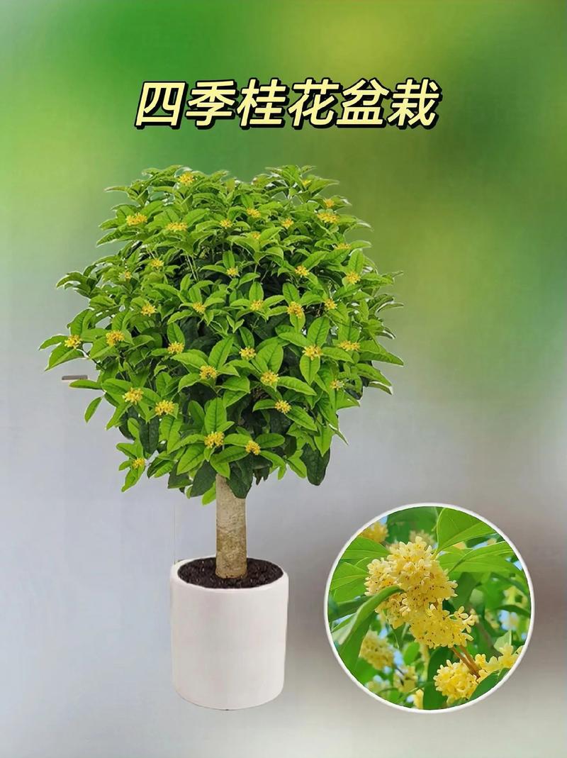 盆栽植物哪个季节长得最快？-第2张图片-吾爱花网