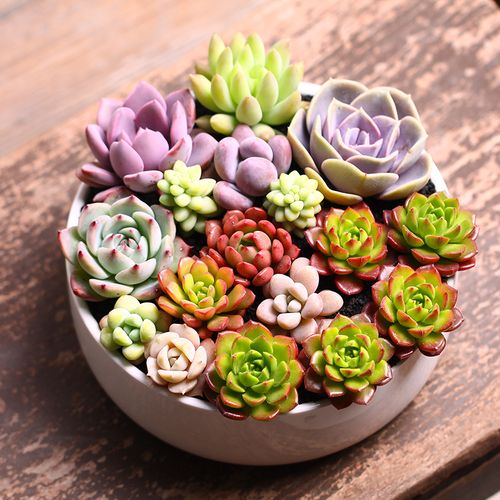 白牡丹开花时间在几月?-第3张图片-吾爱花网 白牡丹开花时间在几月?-第3张图片-吾爱花网