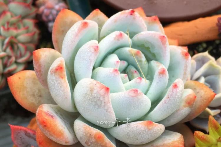 白牡丹开花时间在几月?-第2张图片-吾爱花网 白牡丹开花时间在几月?-第2张图片-吾爱花网