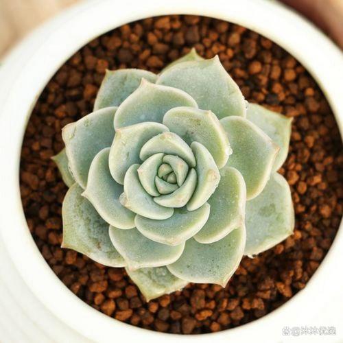 白牡丹开花时间在几月?-第1张图片-吾爱花网 白牡丹开花时间在几月?-第1张图片-吾爱花网