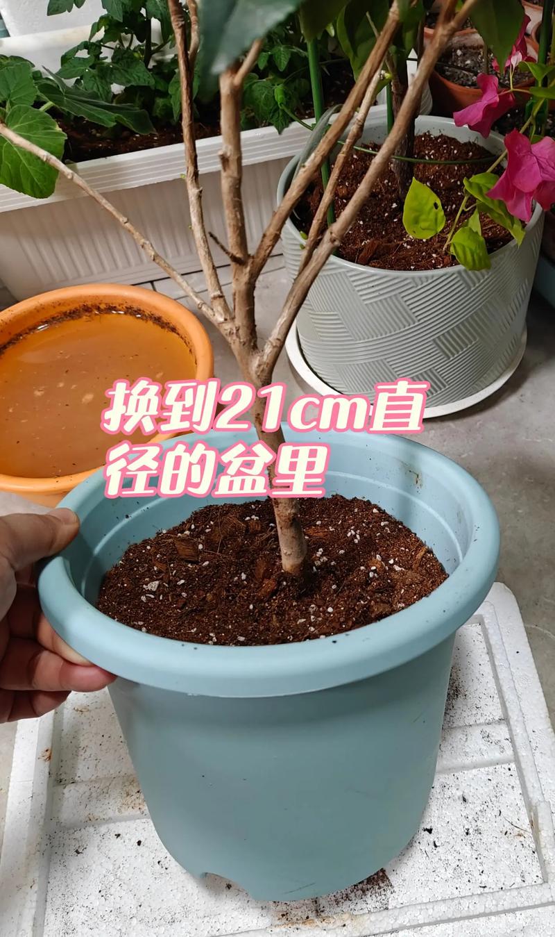 生根粉怎么用才能让茶花盆栽更好活？-第1张图片-吾爱花网