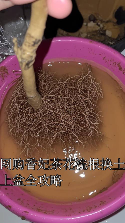 生根粉怎么用才能让茶花盆栽更好活？-第2张图片-吾爱花网