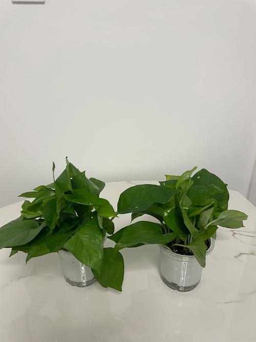 生根粉怎么用才能让茶花盆栽更好活？-第3张图片-吾爱花网