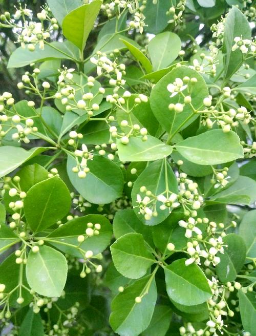 冬青卫盆栽好养吗?-第1张图片-吾爱花网 冬青卫盆栽好养吗?-第1张图片-吾爱花网