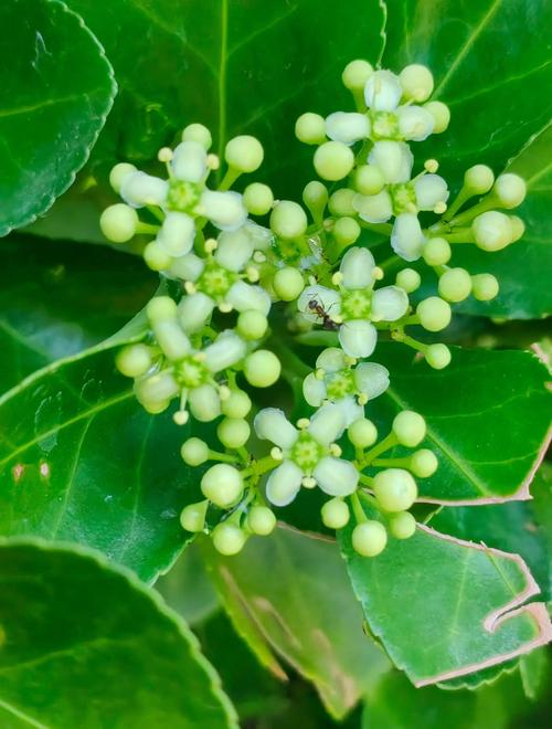 冬青卫盆栽好养吗?-第2张图片-吾爱花网 冬青卫盆栽好养吗?-第2张图片-吾爱花网