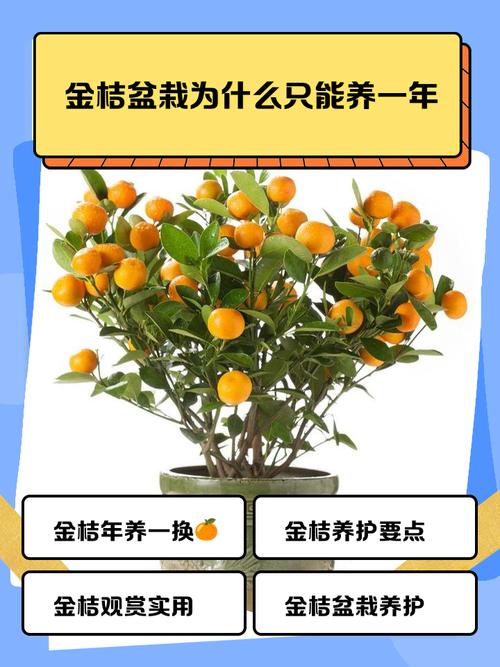 金桔盆栽光长叶不结果，咋办？-第1张图片-吾爱花网
