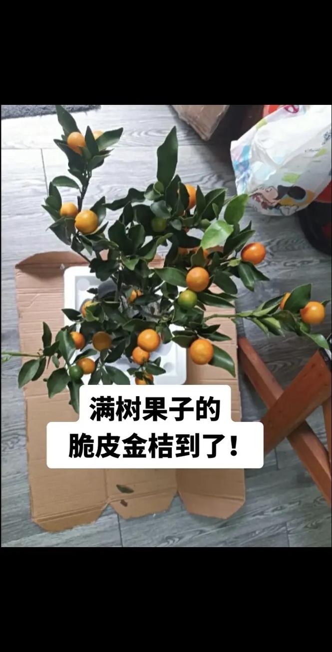 金桔盆栽光长叶不结果，咋办？-第3张图片-吾爱花网