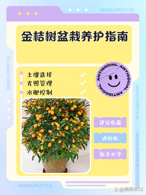 金桔盆栽光长叶不结果，咋办？-第2张图片-吾爱花网