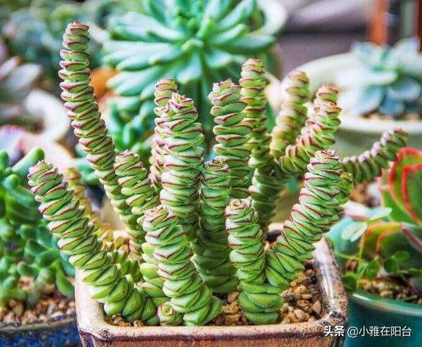 多肉泥土厚了会影响生长吗?-第3张图片-吾爱花网 多肉泥土厚了会影响生长吗?-第3张图片-吾爱花网