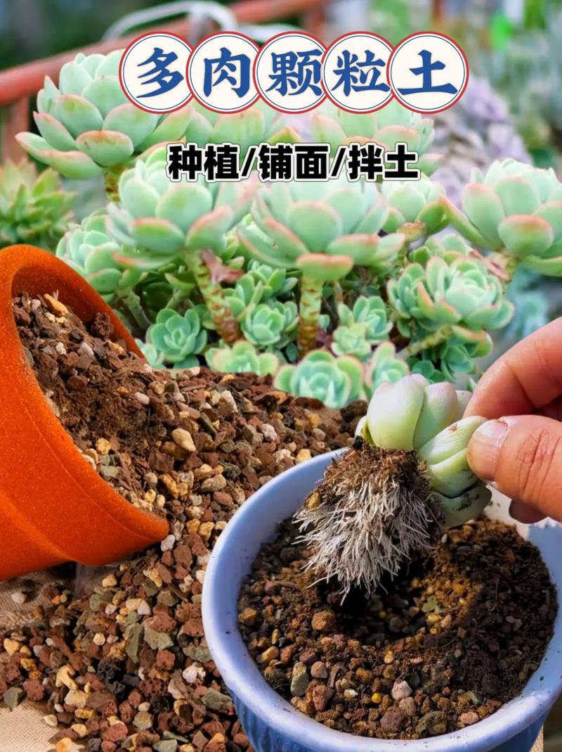 多肉泥土厚了会影响生长吗?-第1张图片-吾爱花网 多肉泥土厚了会影响生长吗?-第1张图片-吾爱花网