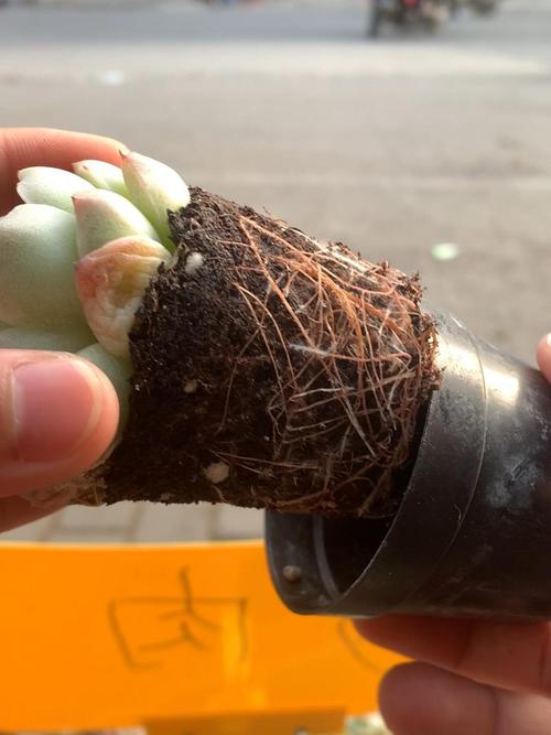 冬天多肉生根为何这么慢？-第1张图片-吾爱花网