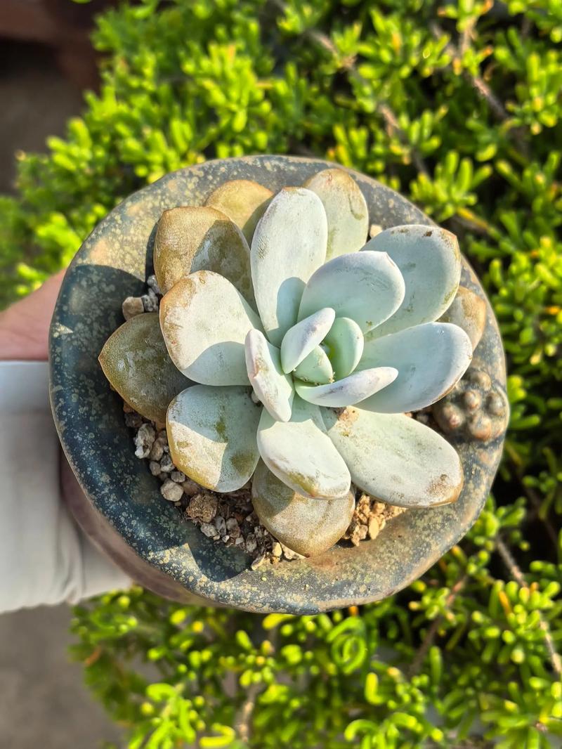 冬天多肉生根为何这么慢？-第3张图片-吾爱花网