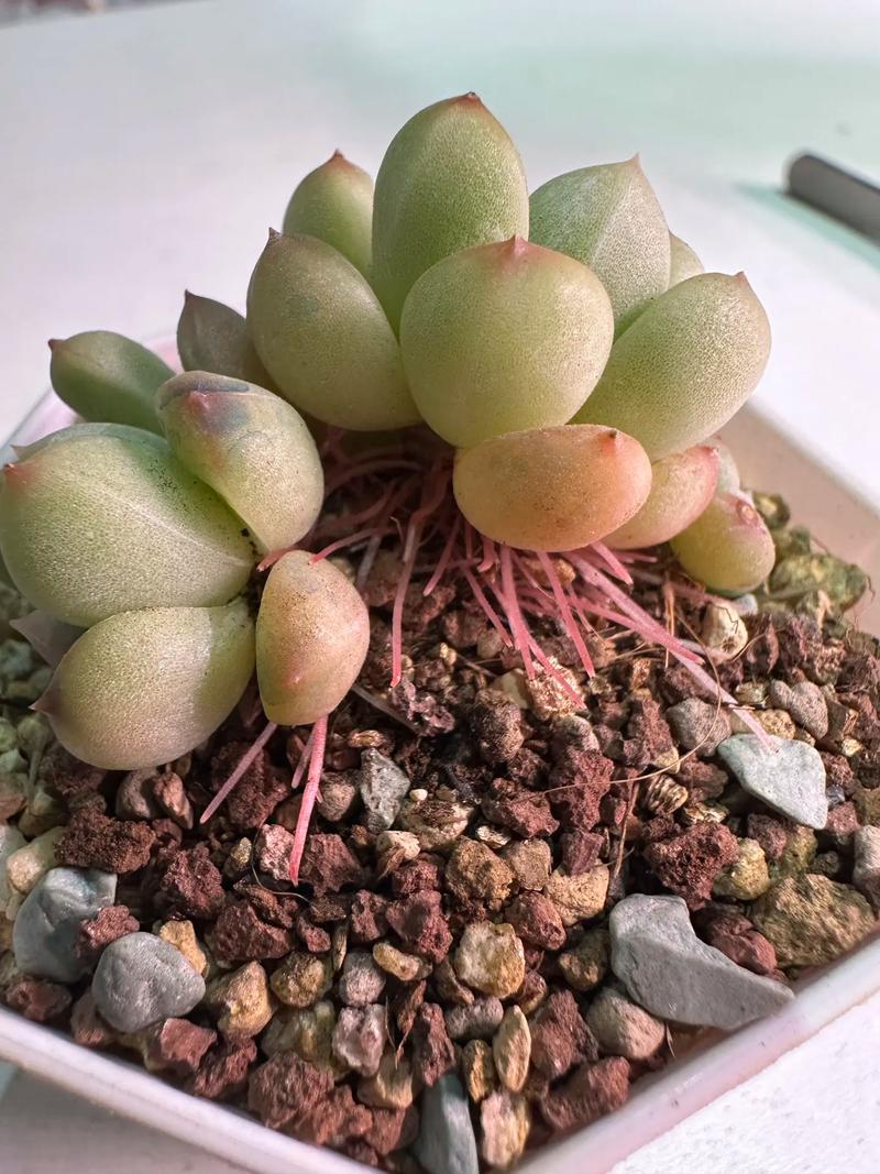冬天多肉生根为何这么慢？-第2张图片-吾爱花网
