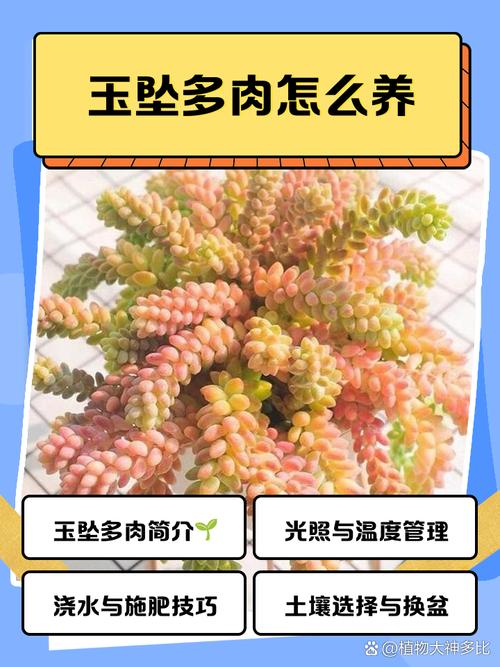 玉珊瑚多肉怎么养才爆盆？-第2张图片-吾爱花网