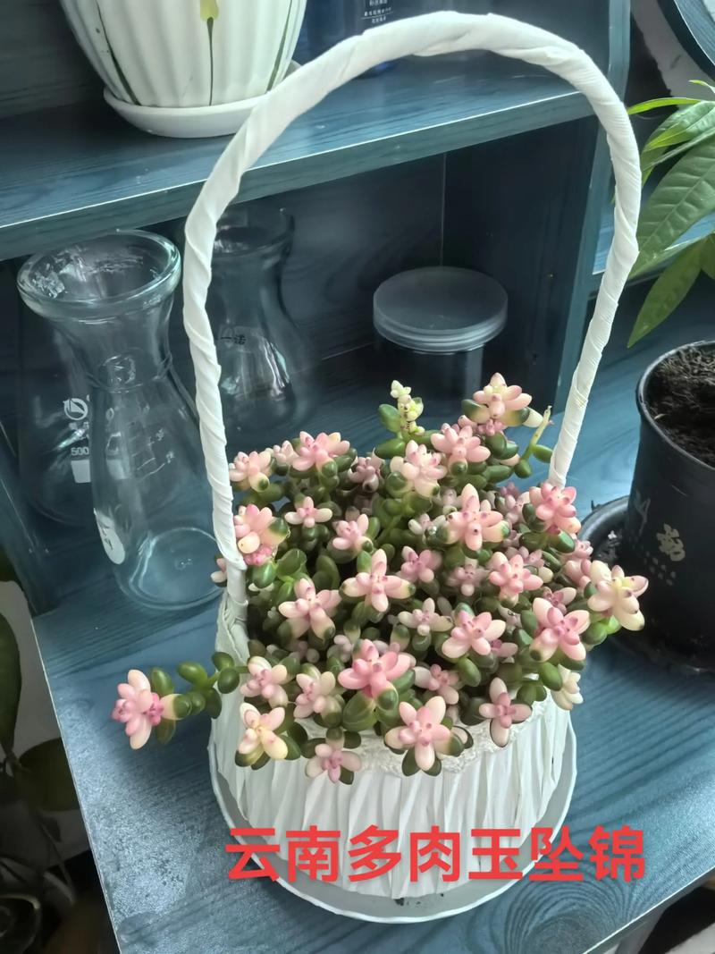 玉珊瑚多肉怎么养才爆盆？-第3张图片-吾爱花网