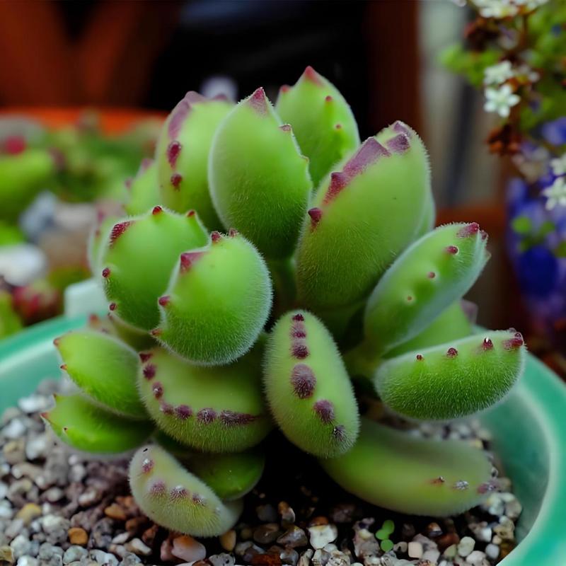 熊童子如何快速生根发芽？-第2张图片-吾爱花网