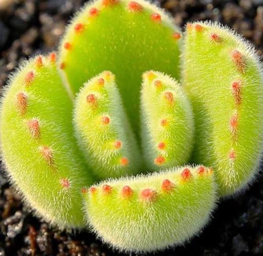 熊童子如何快速生根发芽？-第3张图片-吾爱花网