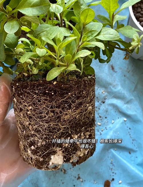 盆栽自制培养土,怎么配才好?-第3张图片-吾爱花网 盆栽自制培养土,怎么配才好?-第3张图片-吾爱花网