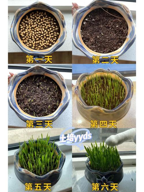 盆栽自制培养土,怎么配才好?-第1张图片-吾爱花网 盆栽自制培养土,怎么配才好?-第1张图片-吾爱花网