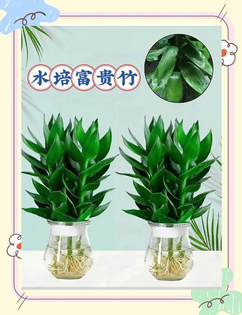 水培富贵竹要剪根吗？-第1张图片-吾爱花网