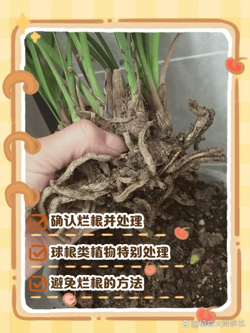 多肉植物的根部怎么处理-第1张图片-吾爱花网