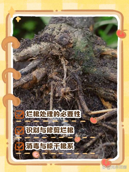 多肉植物的根部怎么处理-第3张图片-吾爱花网