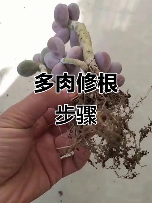 多肉植物的根部怎么处理-第2张图片-吾爱花网