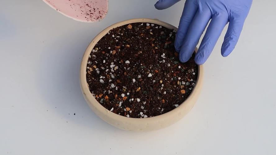 多肉长高了怎么砍头？图片教你操作步骤。-第3张图片-吾爱花网