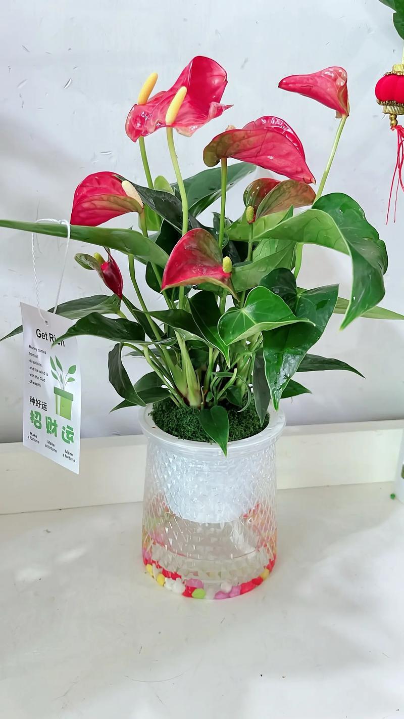 红掌刚买回来，水培要怎么处理？-第1张图片-吾爱花网